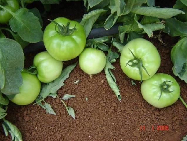 Determinate Round tomato 83-241 p1